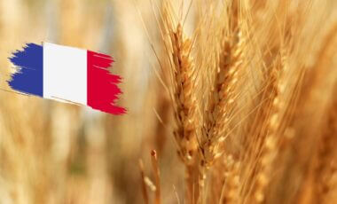 En net recul sur les marché, le blé français compte sur un appel d'offres algérien
